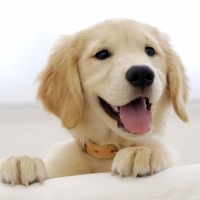 Golden retriever puppy