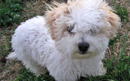 Hello my friends - dog, white, animal, lovely