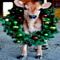 Merry Christmas Deer