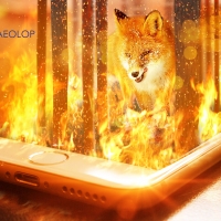 The fearless fox