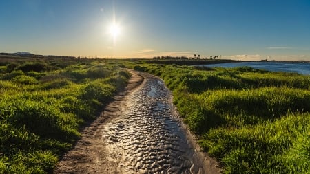 Huntington Beach,California - dawn, nature, coast, beach, california, sunrise, grass, sun