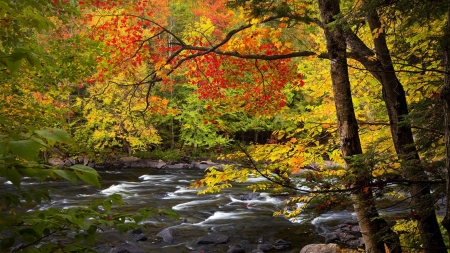 In the forest - autumn, forest, river, tree
