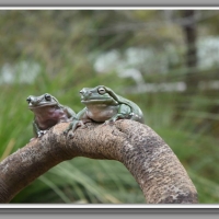 FROGS ON A LOG