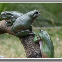 FROGS RESTING ON A LOG