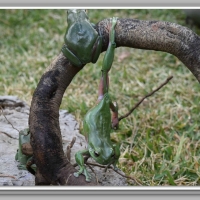 FROG HANGING OFF LOG