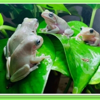 FROGS ON LEAVES