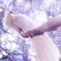 White peacock