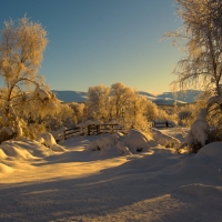 winter scene