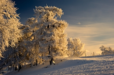 winter the forest - forest, nature, photo, winter