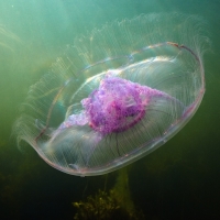 Jellyfish