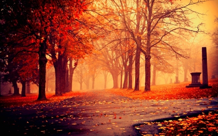 Red dusk in Fall - warm, trees, Autumn, Fall, road, forest, orange, leaves, nature, red, dusk, seasons, foliage