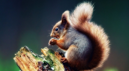Squirrel praying - animals, cute, squirrel, wallpaper, wild, wild animals, wilderness, wildlife