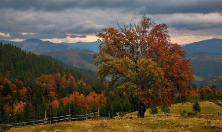 Splendor Of Our Planet - autumn, cloud, nature, tree