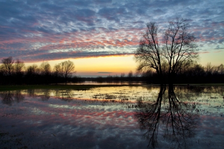 Sunset - cloud, river, sunset, tree
