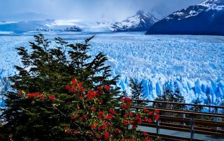 Glacier - Perito Moreno, perennial, tree, glacier