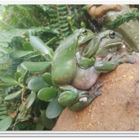 TWO FROGS