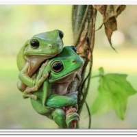 CUTE FROGS