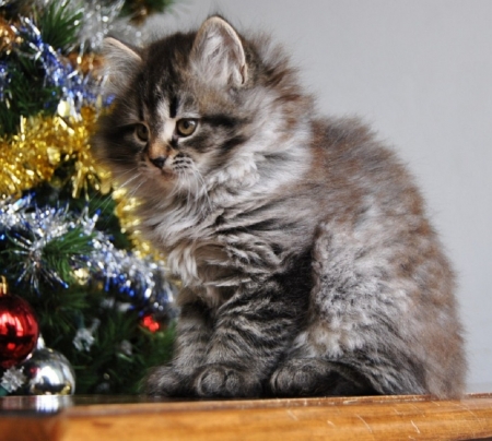 by the Christmas tree - animals, cats, christmas, tree