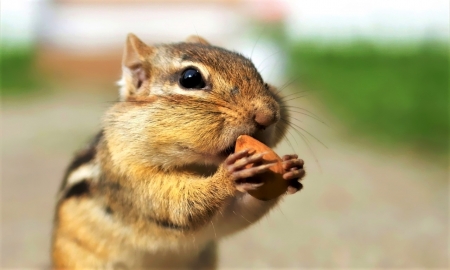 Cute Little Chipmunk