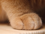 Paw