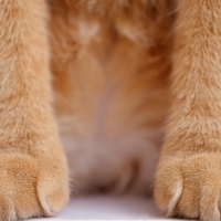 Paws