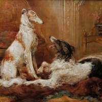 Borzoi dogs