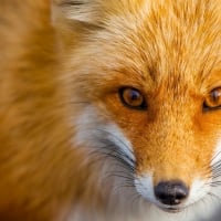 Red fox close-up