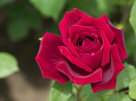 For You - one, rose, love, red