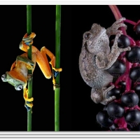 FROGS ON PLANTS