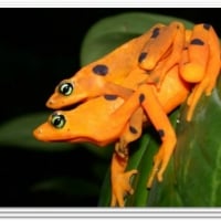 TWO ORANGE FROGS