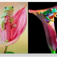 FROGS IN FLOWERS