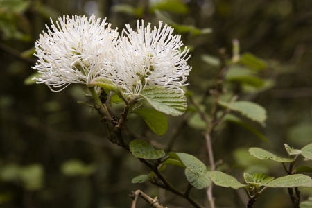 White witch-hazel flowers