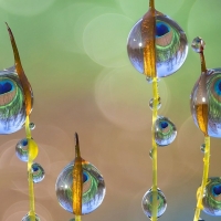 Water drops