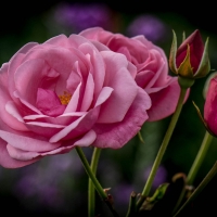 For my dear friend Lucille