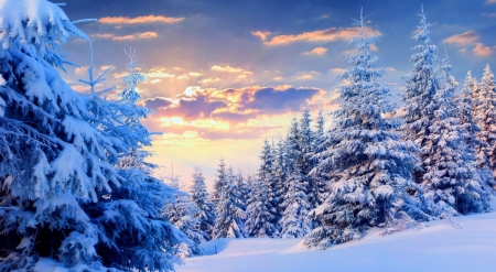 Fir trees - winter, snowy, scene, landscape, wallpaper, cold, fir, sunrise, snow, trees, nature, sky, mountains, forest, sunset