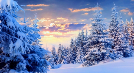 Fir trees - trees, winter, snowy, snow, fir, landscape, scene, sunrise, forest, sunset, nature, cold, mountains, sky, wallpaper