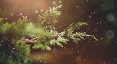 Let it snow! - twigs, abstract, winter, photography, snowy, snow, fir, tree, nature, pine, snowfall, wallpaper