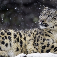 Beautiful snow leopard