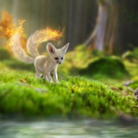Fire Fox