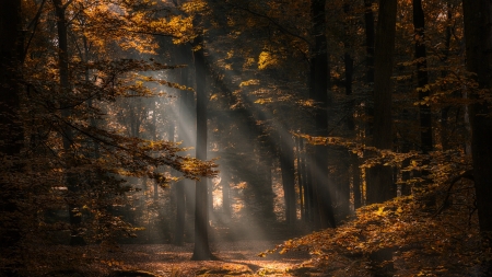 Deep in a forest - deep, nature, autumn, moody, photography, dusk, forest, dark