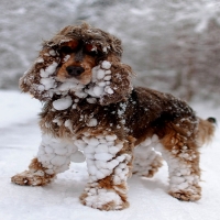 Spaniel First Snow and Love IT