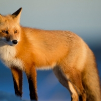 Red fox