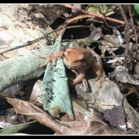 FROG ON A LEAF