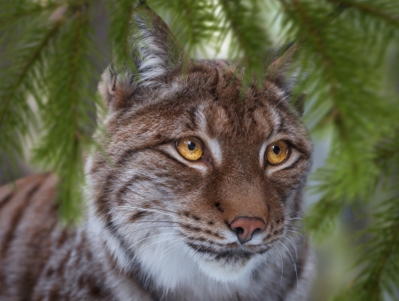 Lynx - animal, green, fir, pisici, oleg bogdanov, face, lynx, cat