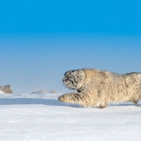 Manul hunting