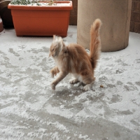 Animals First Time On Snow