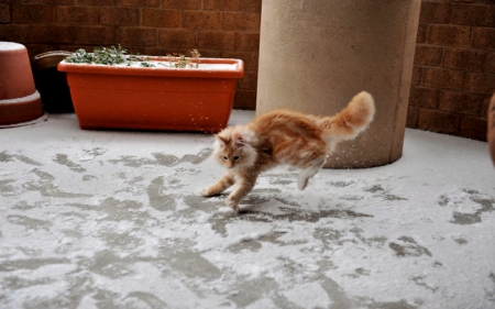 Cat First Time Snow 1 - Snow, Funny, Cat, Time, First, White