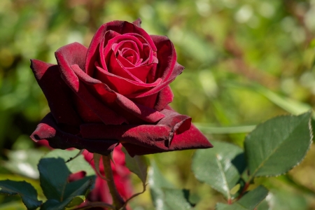 For You - rose, for you, love, red