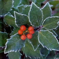 Christmas Holly