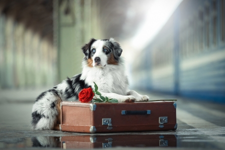 Waiting for you - svetlana pisareva, dog, flower, station, train, animal, australian shepherd, cute, caine, suitcase